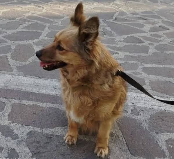 Testina, l’affidatario è in carcere: le associazioni chiedono al Comune di Pescara il sequestro immediato del cane